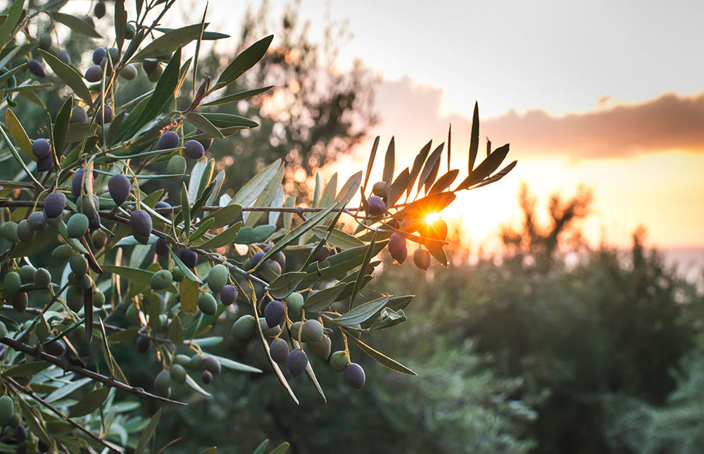 Exploring the Link Between Olive Oil and Migraine Relief
